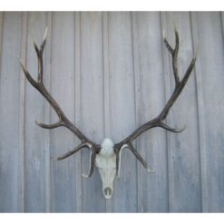 Elk Antler European Mount