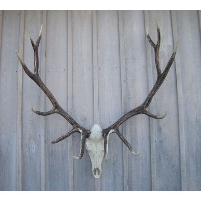 Elk Antler European Mount Decor