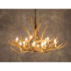 Mule Deer Antler Chandelier
