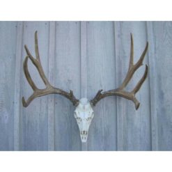 Mule Deer Antler European Mount