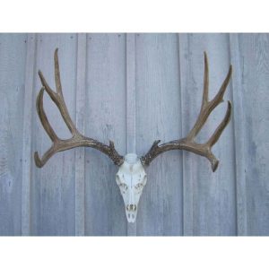 Mule Deer Antler European Mount