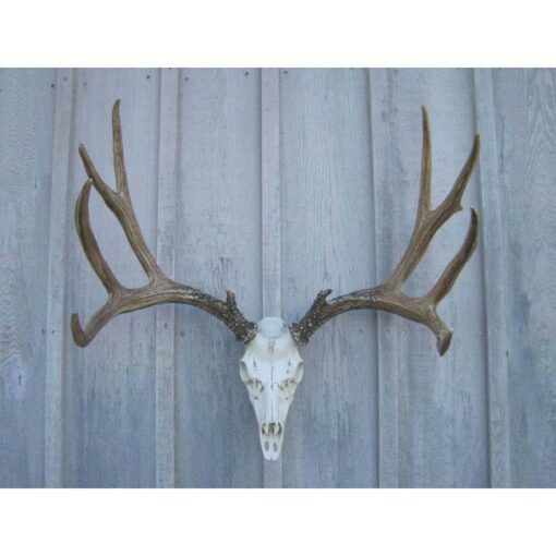 Mule Deer Antler European Mount