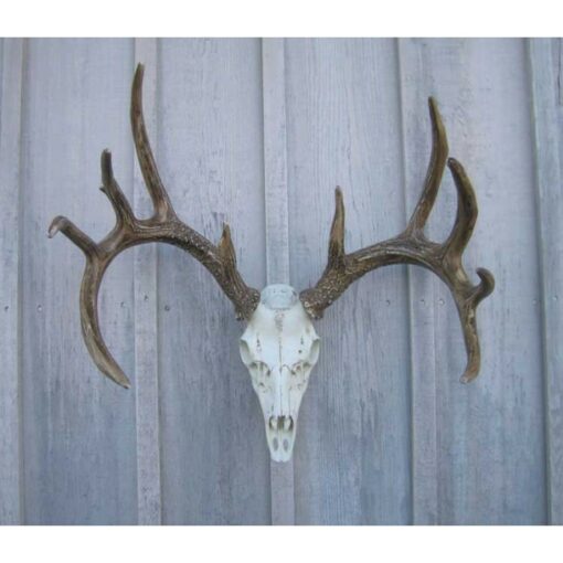 Whitetail Deer European Mount