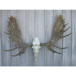 moose european mount